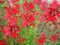 Preview: Staudenlobelie rot - Lobelia cardinalis